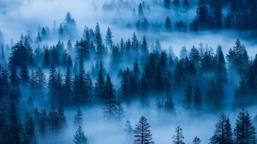 ｢霧のヨセミテ国立公園｣アメリカ合衆国, カリフォルニア州 