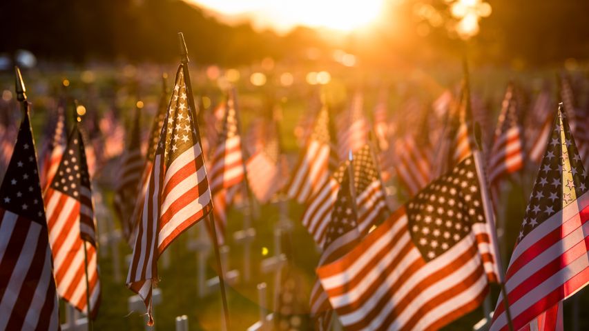 Field of flags set up for Memorial Day - Bing Gallery