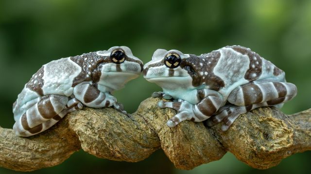 Casal de rãs-leitosas-da-amazônia, ou pererecas-de-leite