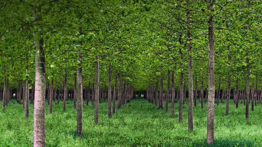 Poplar trees in Po Valley, Italy