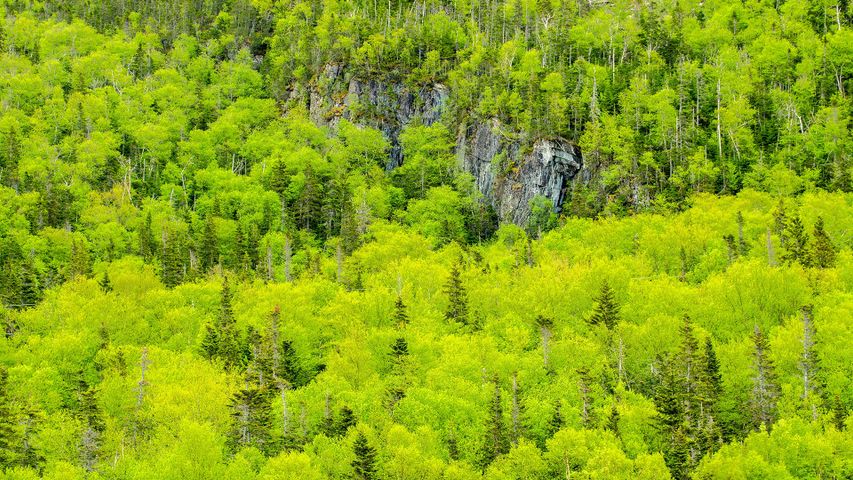 Spring forest, Gros Morne National Park, Newfoundland and Labrador