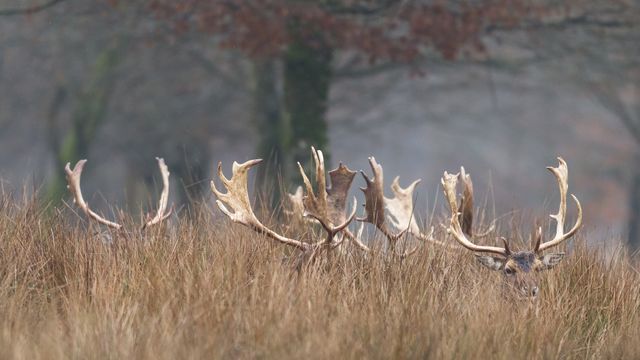 Cerf cachés dans la forêt
