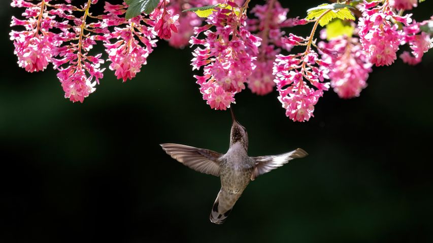 Female Anna's hummingbird, Canada