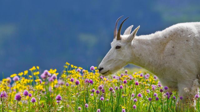 A mountain goat in Glacier National Park, Montana