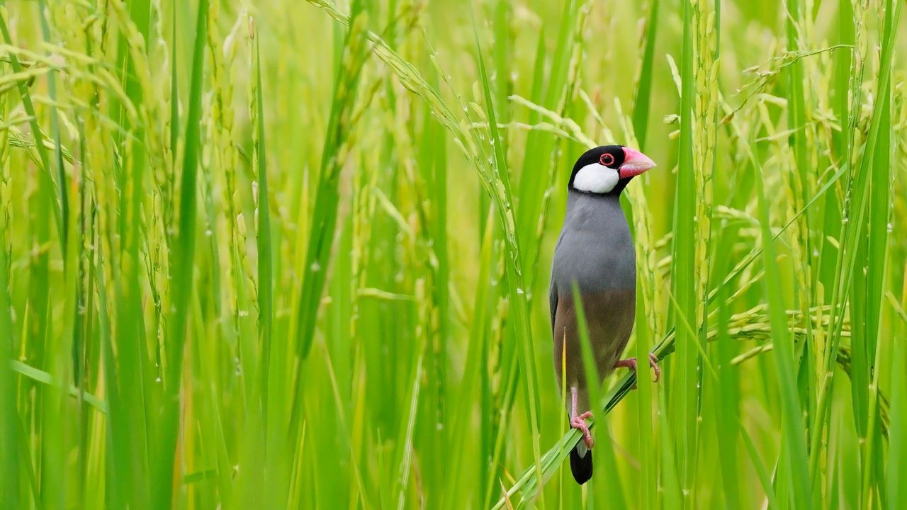 ｢田んぼの文鳥｣タイ, バンコク