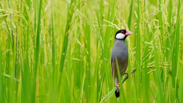 ｢田んぼの文鳥｣タイ, バンコク