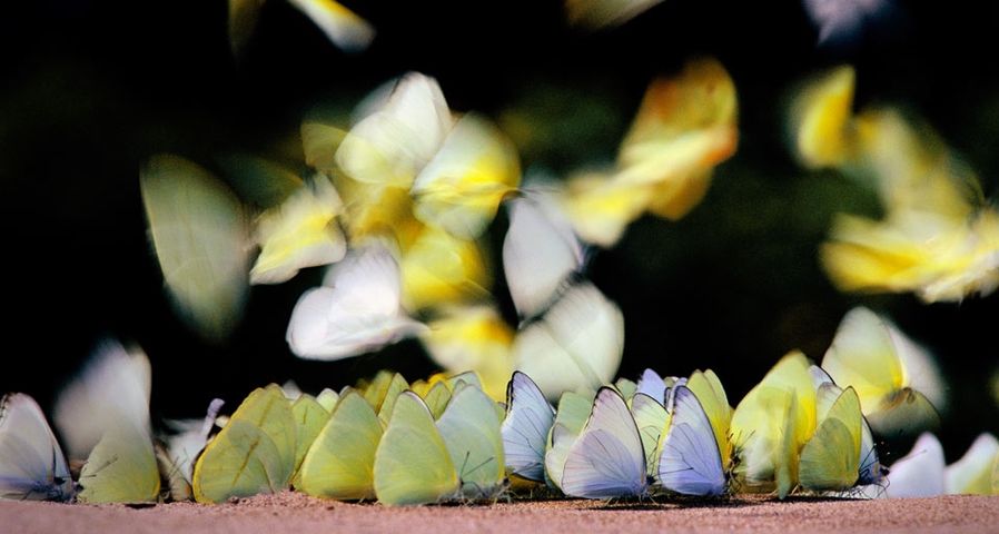 Butterflies sipping water and minerals from a riverbank in Manu National Park, Peru