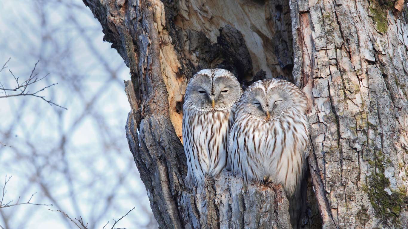 Pair of Ural owls in Hokkaido, Japan Peapix