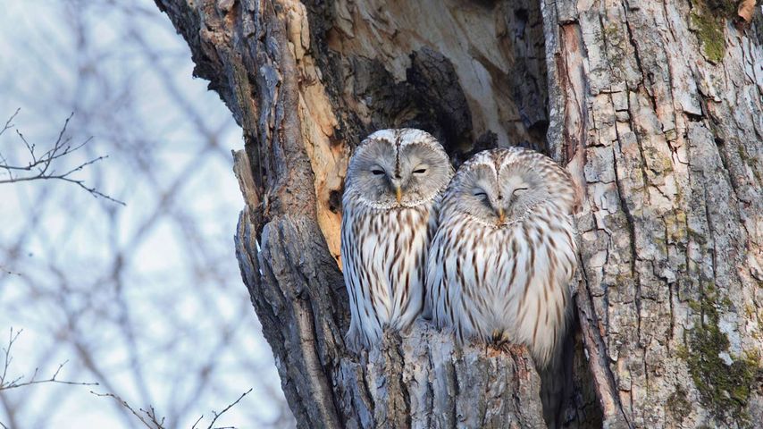 Pair of Ural owls in Hokkaido, Japan 