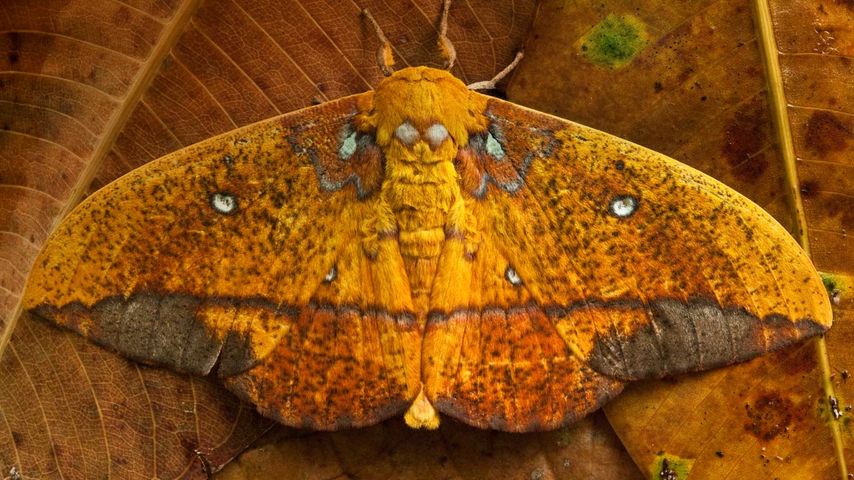 Saturniid moth, Yasuni National Park, Ecuador