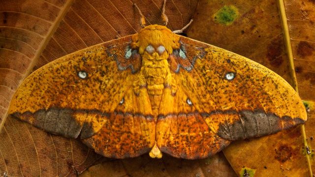 Pfauenspinner, Nationalpark Yasuní, Ecuador