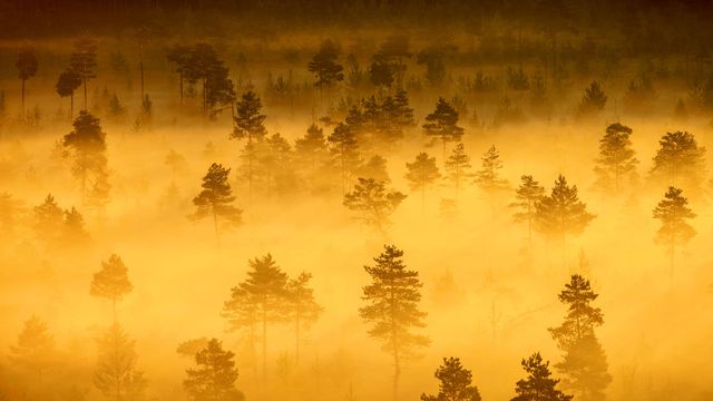 Torronsuo-Nationalpark, Finnland