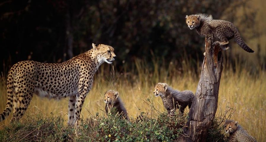 Cheetah and cubs in the Masai Mara National Reserve, Kenya