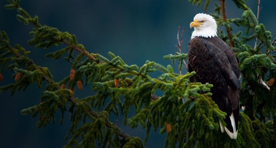 Bald eagle near the Mendenhall Glacier in Juneau, Alaska