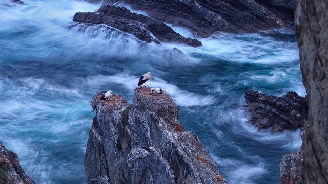 Weißstörche, Cabo Sardão, Portugal