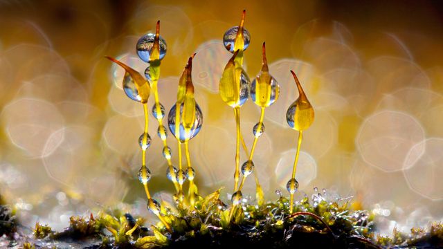 Wall-screw moss, Netherlands