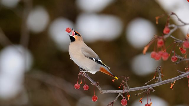 Bohemian Waxwing (Bombycilla garrulus) feeding on crabapples, Sudbury, Ontario, Canada