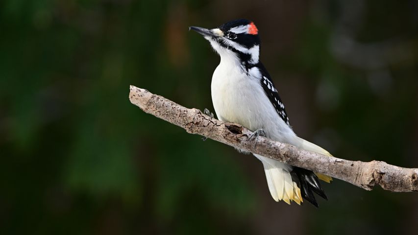 Of pecks and pest control