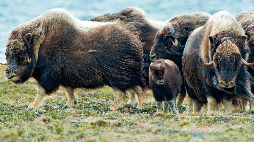 Muskoxen herd, Victoria Island, Nunavut 