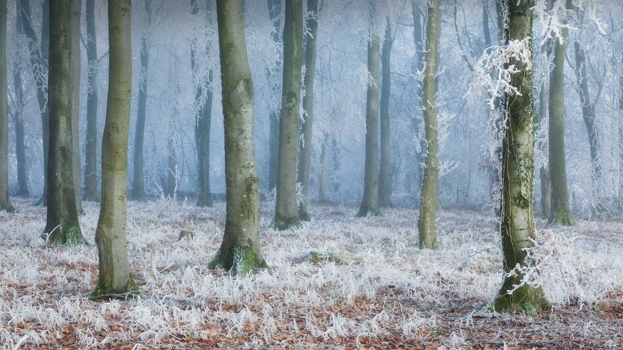 Common beech woodland in Compton Abbas, Dorset 