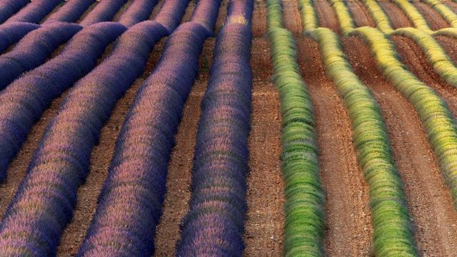 Lavendelfelder bei Valensole, Provence, Frankreich