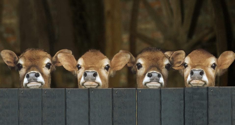 Jersey cows in stable