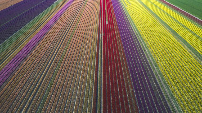 Luftaufnahme von Tulpenfeldern in Sachsen-Anhalt, Deutschland