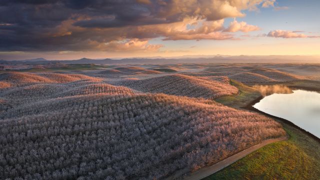 Almond trees in full bloom, California