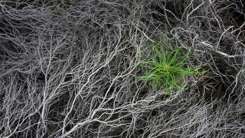 被烧焦的石南花中一颗刚萌芽的松树苗，Strabrechtse Heide，荷兰 