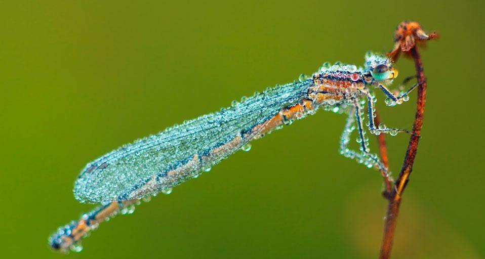 Damselfly with morning dew