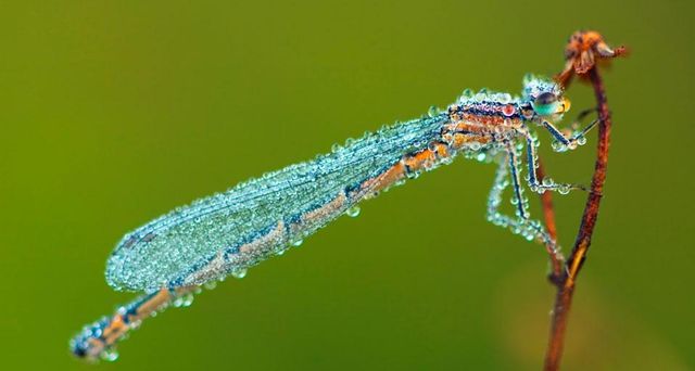 Damselfly with morning dew