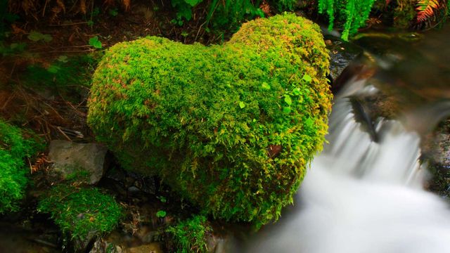 Hoh Rainforest, Olympic National Park, Washington