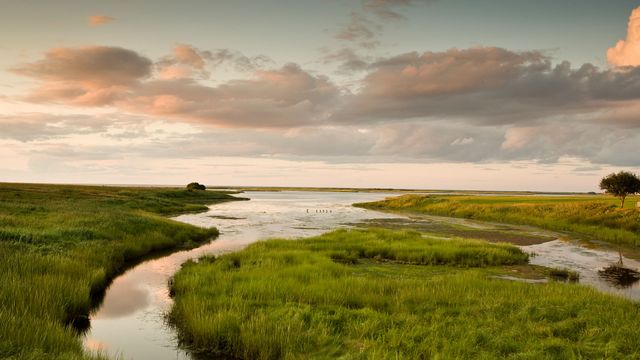 Marshland in Shediac, N.B.