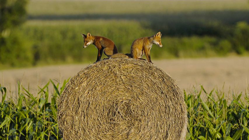 Deux jeunes renardeaux assis sur une botte de foin, Vosges, France