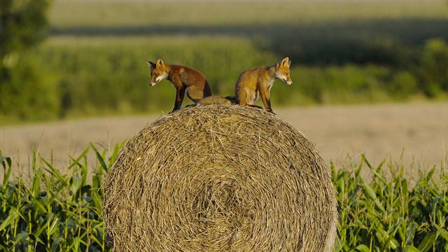 Deux jeunes renardeaux assis sur une botte de foin, Vosges, France