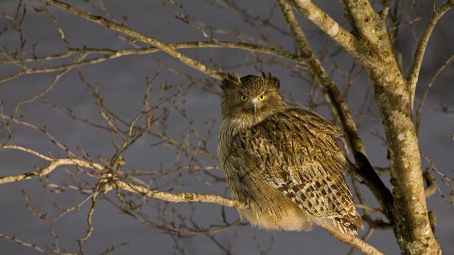 Blakiston's fish owl in Hokkaido, Japan