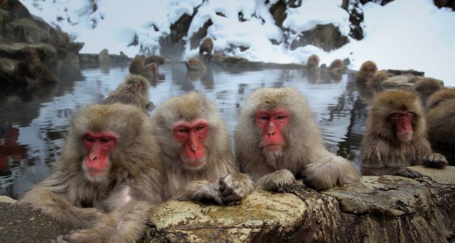 Japanese macaque monkeys in the Jigokudani Nature Reserve, Chubu, Japan