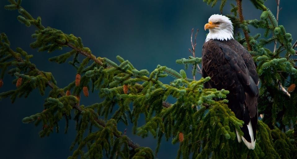 Ein Weißkopfseeadler in der Nähe des Mendenhall-Gletschers in Juneau, Alaska – David Copeland ©