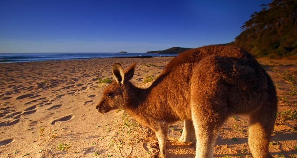 Eastern Grey Kangaroo / Macropus giganteus