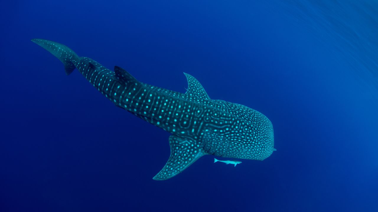 A whale shark in Cenderawasih Bay, West Papua, Indonesia