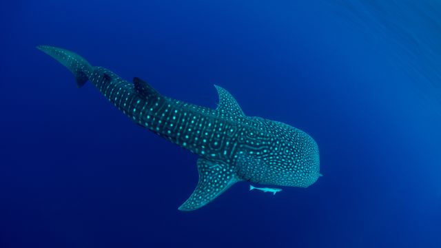 チェンデラワシ湾のジンベエザメ, インドネシア