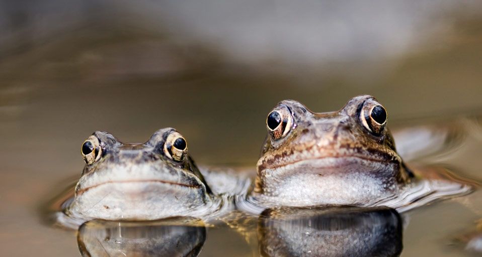 Zwei Grasfrösche hocken in einer Pfütze – Markus Botzek/Corbis ©