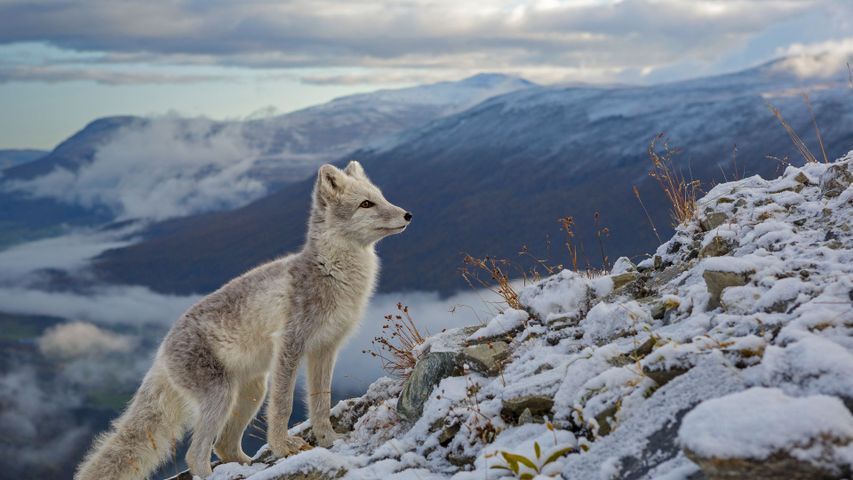 Un renard polaire, Dovrefjell, Norvège