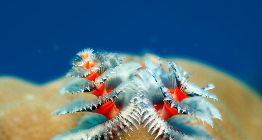 Christmas tree worms growing on coral