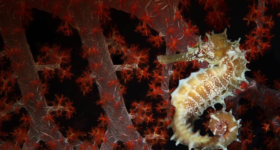 Thorny Seahorse against soft red coral in the waters off of Malaysia