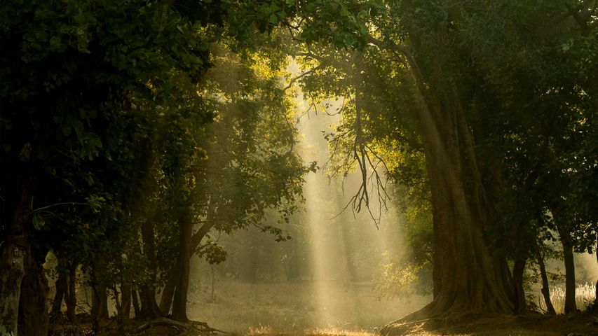 Early morning shafts of light through deciduous forest, Bandhavgarh National Park, India