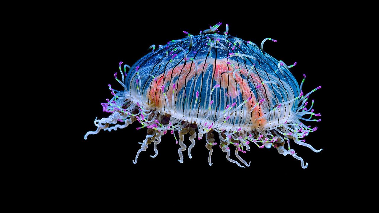Méduse Olindias formosa dans l’aquarium de la baie de Monterey, Californie, États-Unis