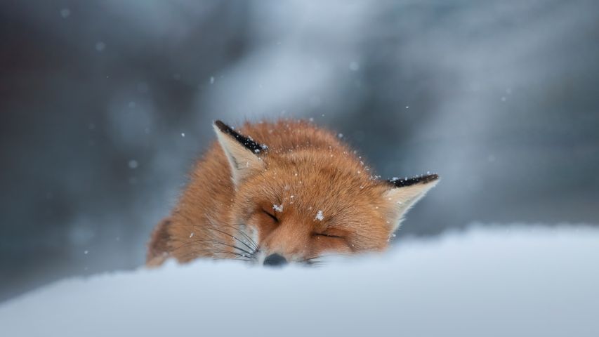 Renard roux dormant dans la neige, Abruzzes, Italie