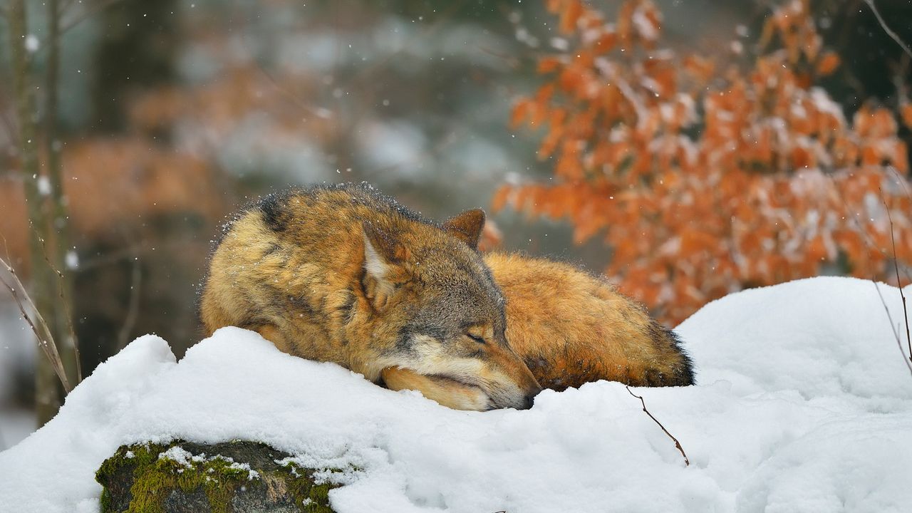 Sleeping wolf in Bavarian Forest National Park, Germany