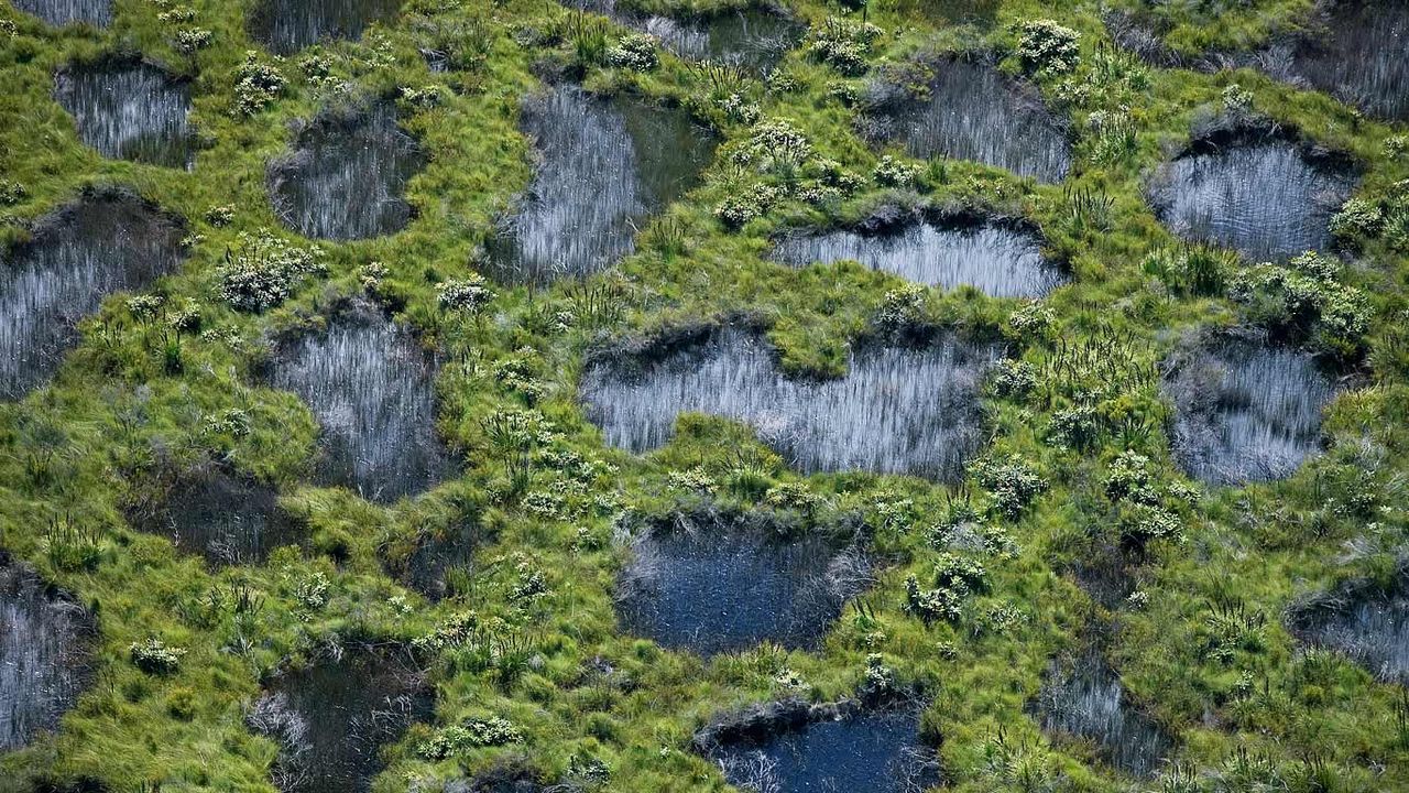 Fen wetland near Moon Point at Fraser Island, Queensland